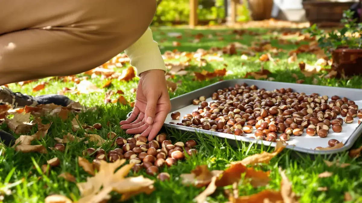המועד האידיאלי לקטיף וטיפים לשמירה נכונה על אגוזי לוז
