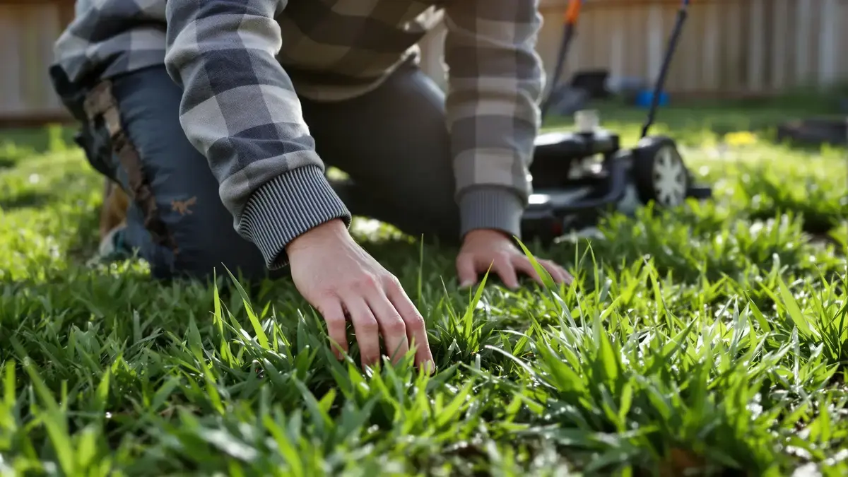 שימו לב לסימן הזה לפני הכיסוח הראשון כדי לא להוציא את המכסחה מוקדם מדי