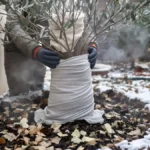 Featured image placeholder 16:9