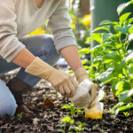 Featured image placeholder 16:9