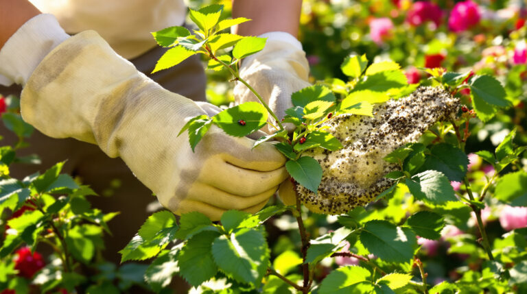 כנימות בגינה: הפעולות הפשוטות שיכולות להציל את הצמחים שלכם האביב הזה